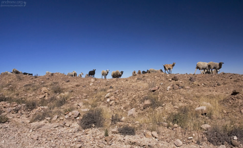 Козы и овцы вышли считаться :)