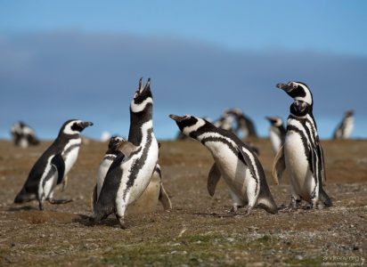 Певчая разминка.