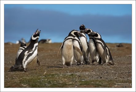 "Солист и хор". Магеллановы пингвины (Spheniscus magellanicus) живут на необитаемом людьми острове Isla Magdalena, роют норы, и периодический закатывают такие концерты. Больше всего пингвинская песня похожа на вопль сошедшего с ума осла, что-то вроде "иаааа-аа-ааа-иааа-ааааа".