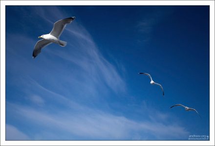 Чайки над Белым морем.