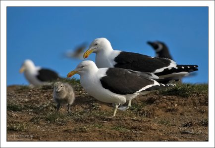 Чайки вида Kelp Gull с птенцом.