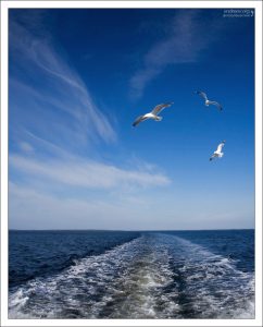 Чайки и кильватер.