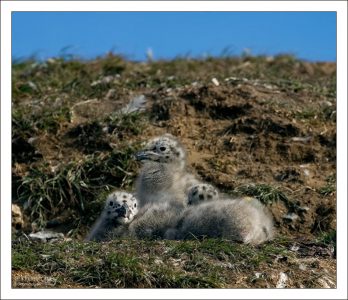 Маленькие чаинки вида Kelp Gull.