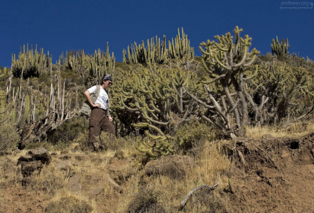 Древовидные кактусы на склонах.