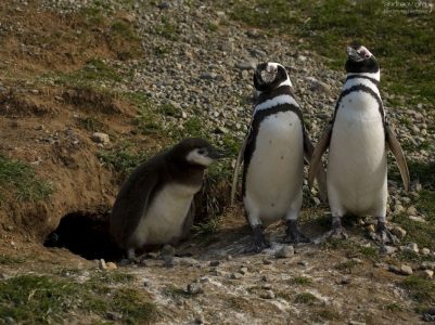 Пингвины демонстрируют своих птенцов.