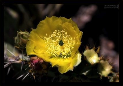 Элегантный бутон грушевидного кактуса.