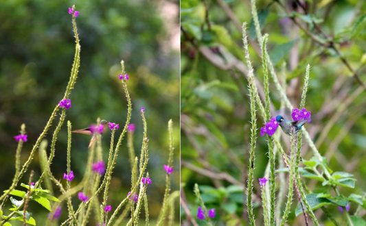 Крошечные колибри на любимых цветах вербении.
