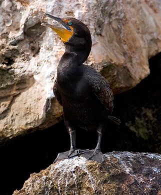 Баклан вида Double-crested Cormorant с лазурными глазами.