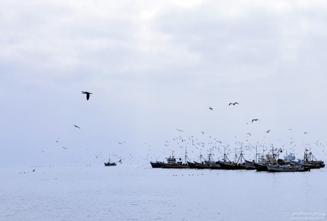 Сонмы птиц над возвращающимися с уловом судами.