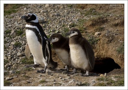 Мамины дети.