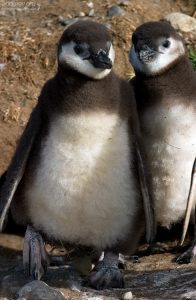 Два пушистых недоросля.