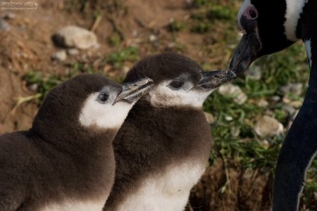 Кормление птенцов.