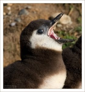 - Жраааать!!!