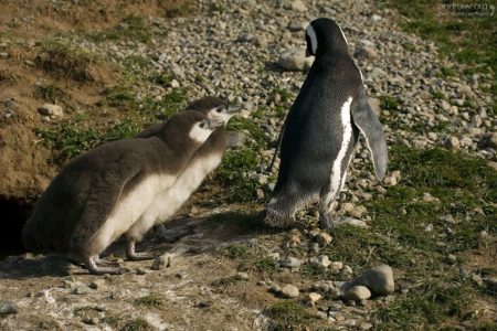 - Мама, куда же ты?