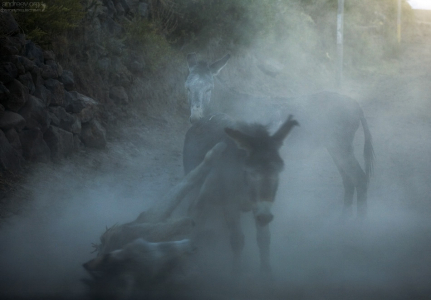 Ослики оттягиваются в пыли после трудового дня.