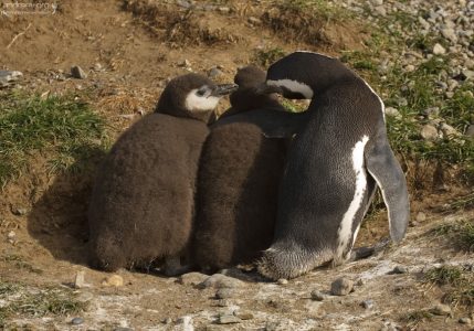 Пингвиниха воспитывает детей.