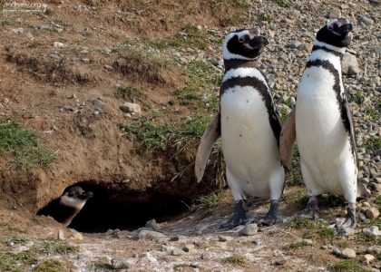 Пингвины-родители и спрятавшийся в норе пингвиненок.