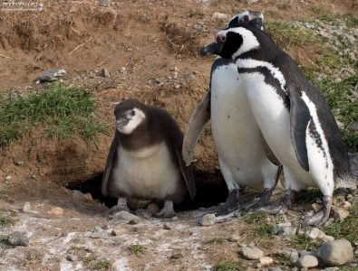 Родители и нескладный пингвиненок.
