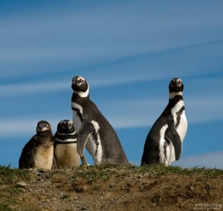 Полные противоположности.