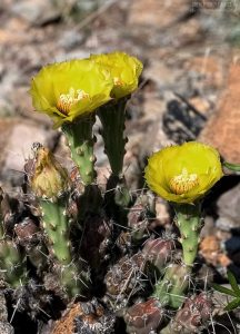 Даже самые маломальские кактусы выпустили цветы.