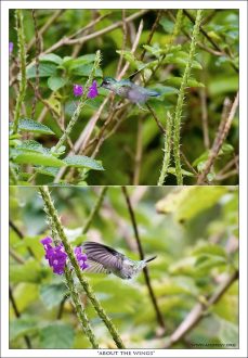 Колибри у цветов вербении с одуряющим запахом.