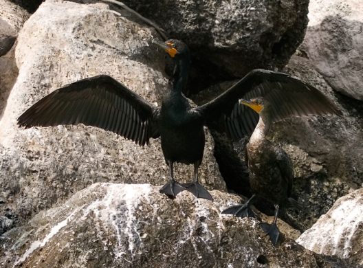 Баклан с бакланихой.