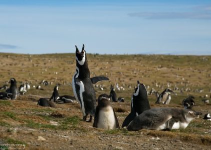 Певец колонии.