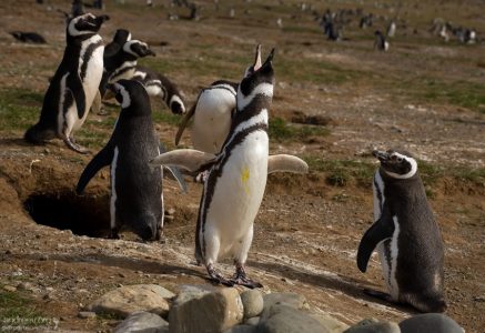 Пингвин, зашедшийся в песне.