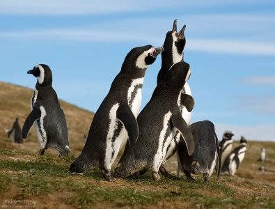 - Степаныч, и откуда у тебя такой голосище?