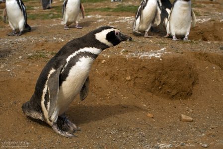 Прыжки в песчаном карьере.