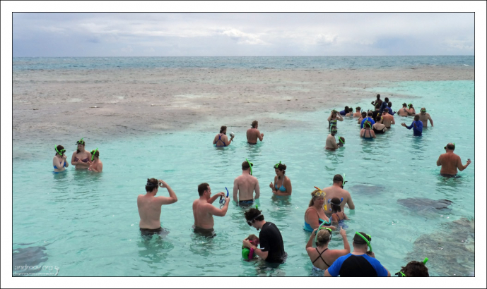 Stingray city - Город скатов. Залив Mercers Creek.