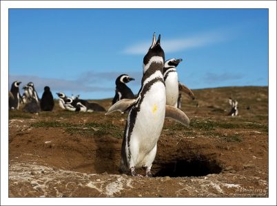 Доморощенный певец.