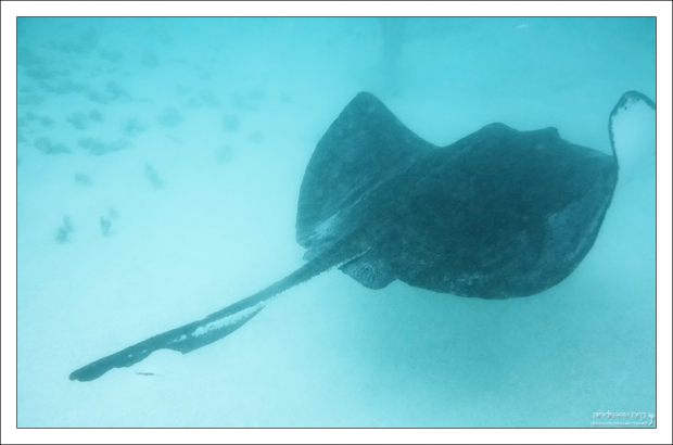 Southern stingray (Американский скат-хвостокол).