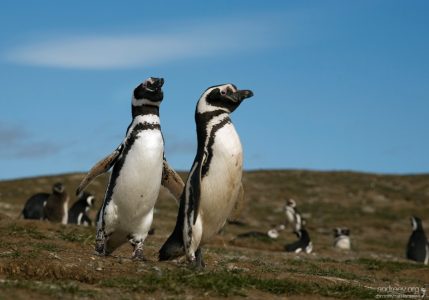 - Меня подожди!