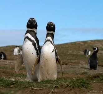 Двое из ларца.