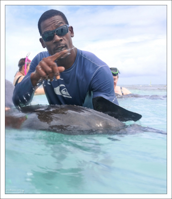 Скат-хвостокол залез на руки к гиду.