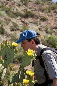 К бутонам подобраться не очень легко, того и гляди в нос воткнутся вездесущие иголки.