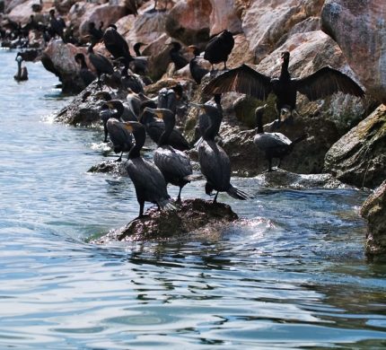 Парад бакланов.