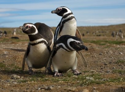 Пингвины быкуют.