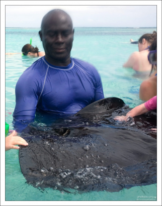 Американский скат-хвостокол вельветовый на ощупь.