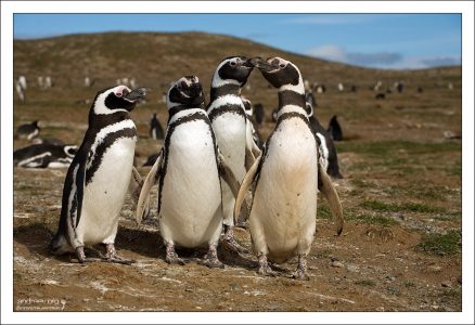 Послы от пингвиньей колонии.