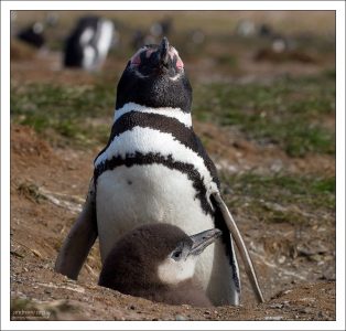 Гордая мать.