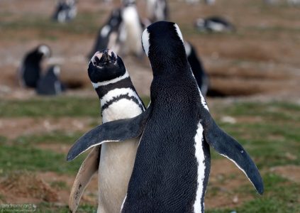 - Не положено, гражданин! Никого не подпущу!