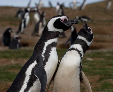 - Ты на кого крылья поднимаешь, я тебя спрашиваю?!