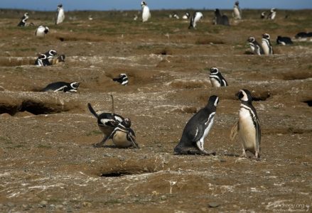 Пингвинья драка.