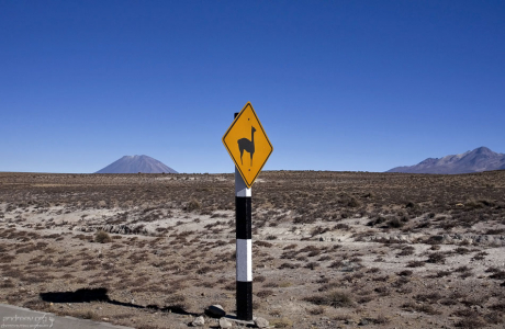 Знак, предупреждающий о появлении гуанако.