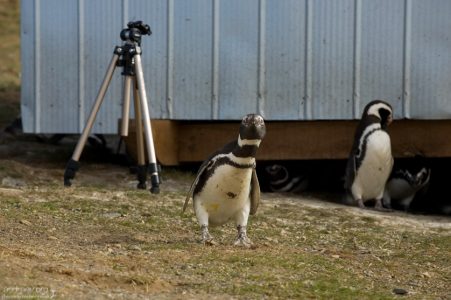 Пингвины сперли у нас штатив.