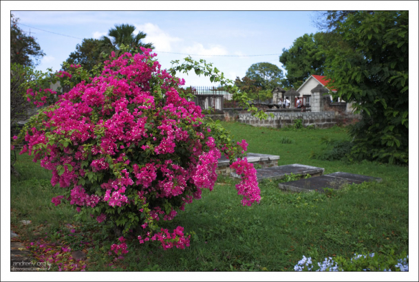 Роскошный куст бугенвиллии на погосте возле собора St. John's Cathedral.