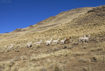 Небольшое стадо альпак.