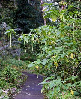 Цветы-граммафоны (Trumpet flowers) на тропинке около Arenal Observatory.